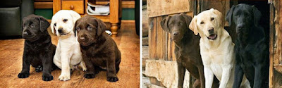 10 perros que pasaron de ser pequeños cachorritos a gigantescas mascotas