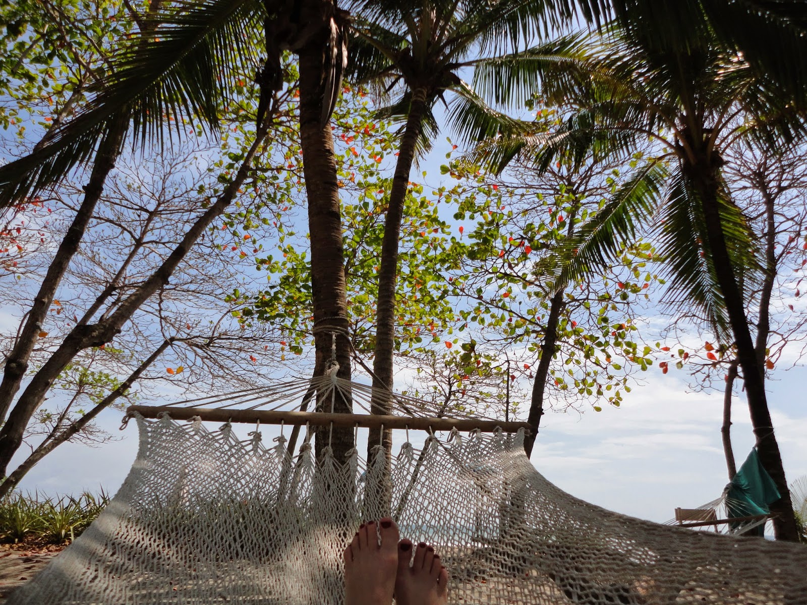 a hammock under palm trees