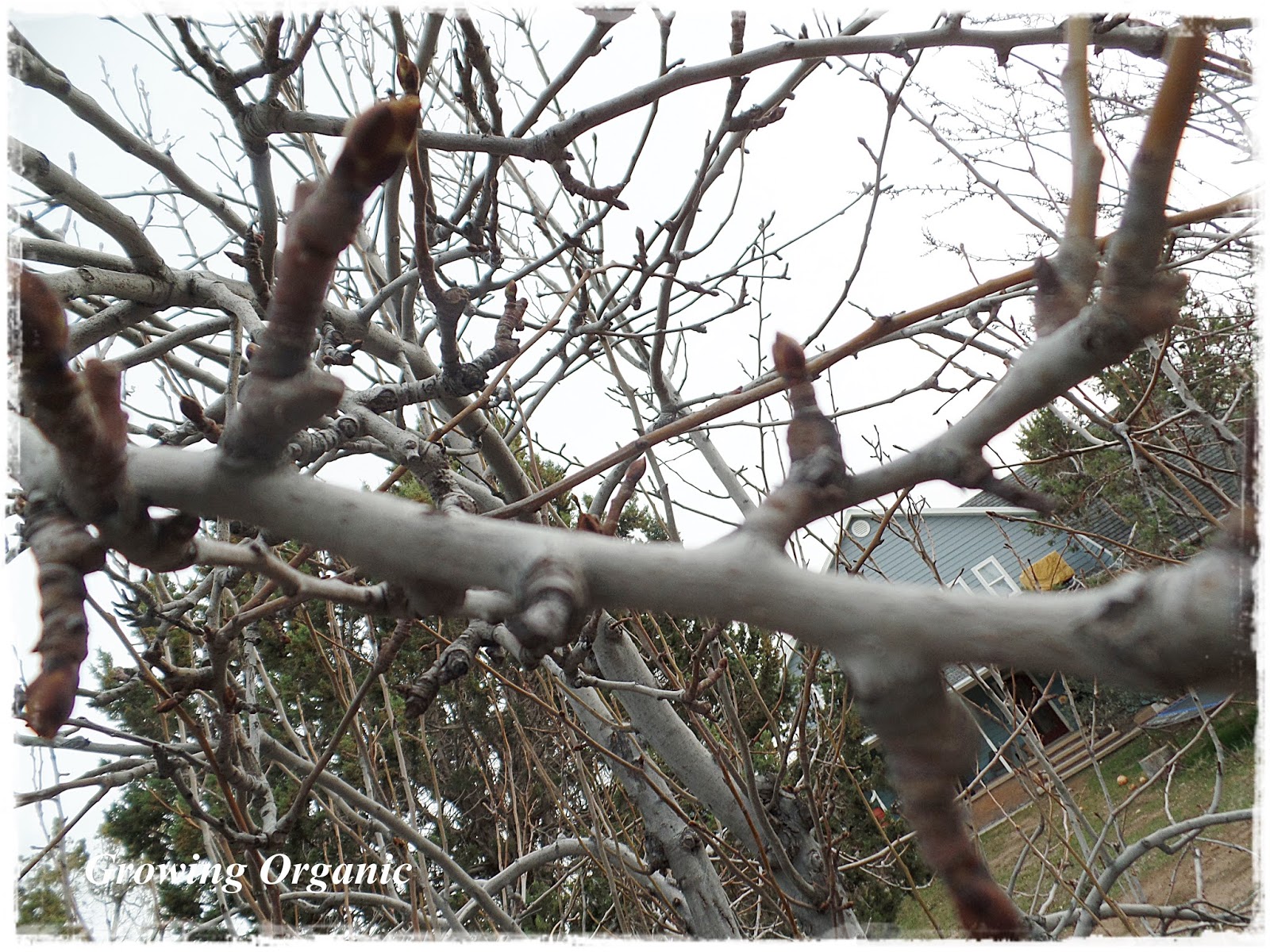 Growing Organic Where Does the Fruit Grow? Identifying Apple and Pear