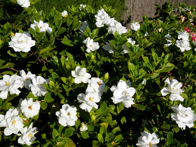 Las gardenias que siempre florecen - EL BLOG DE LA TABLA