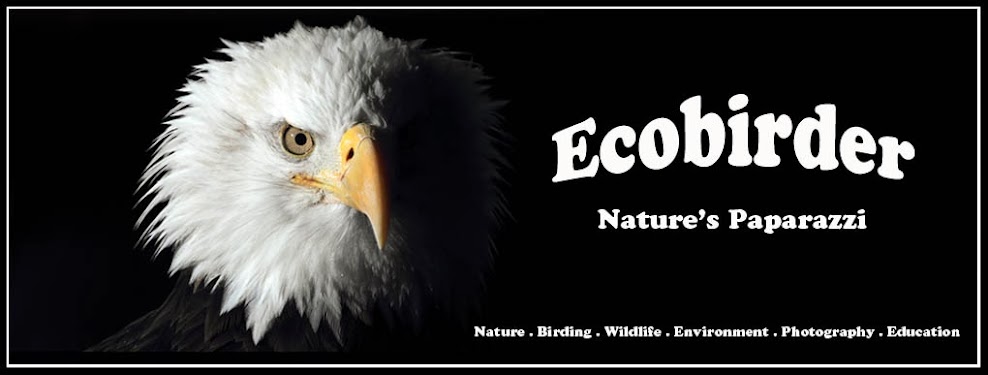 Ecobirder