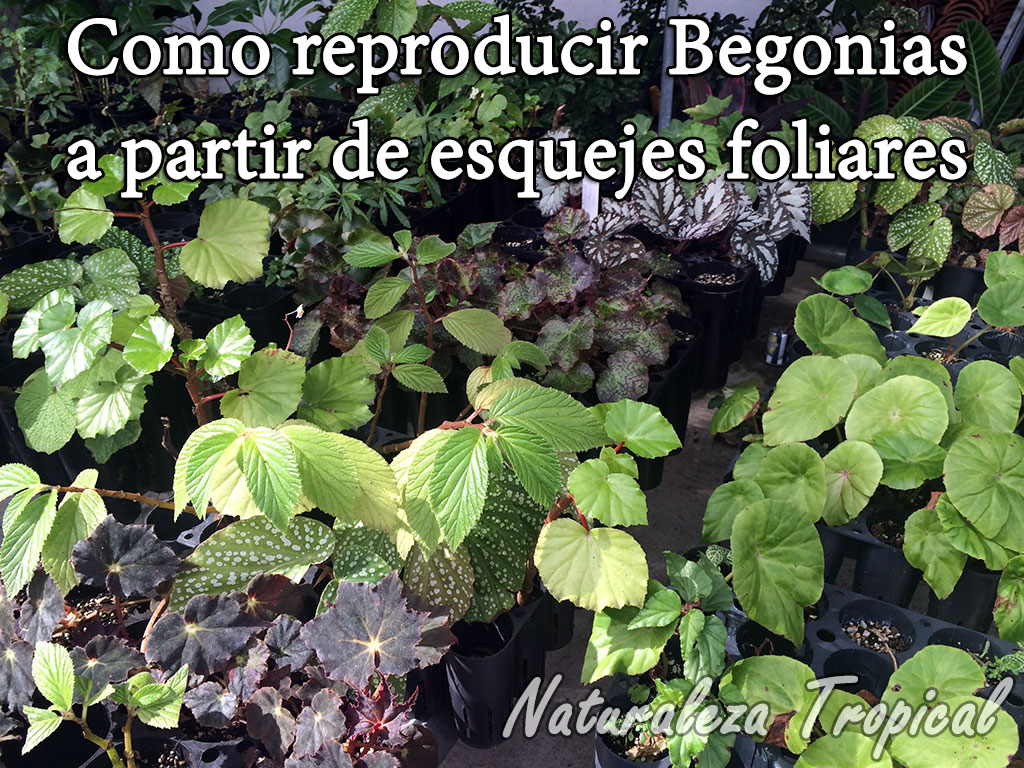 Naturaleza Tropical Reproduce begonias a partir de esquejes foliares