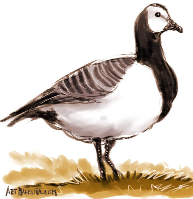 Barnacle Goose sketch painting. Bird art drawing by illustrator Artmagenta