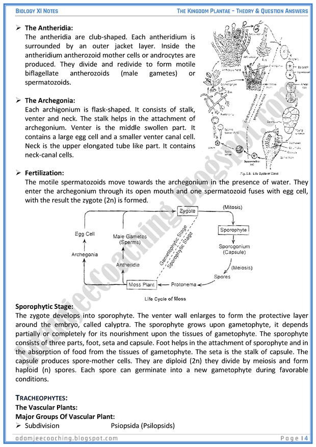 kingdom-plantae-descriptive-question-answers-biology-11th