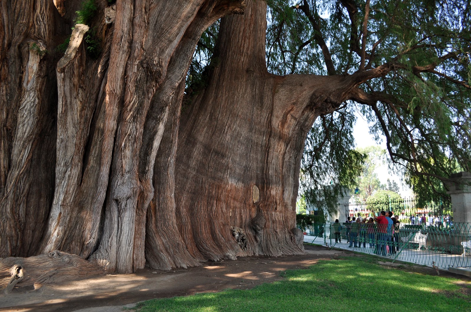 Очень толстой дерево. Дерево арболь дель Туле. Таксодиум мексиканский (Кипарис). Кипарис Туле Мексика. Таксодиум мексиканский дерево Туле.