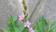 Uses Of Talinum Fruticosum