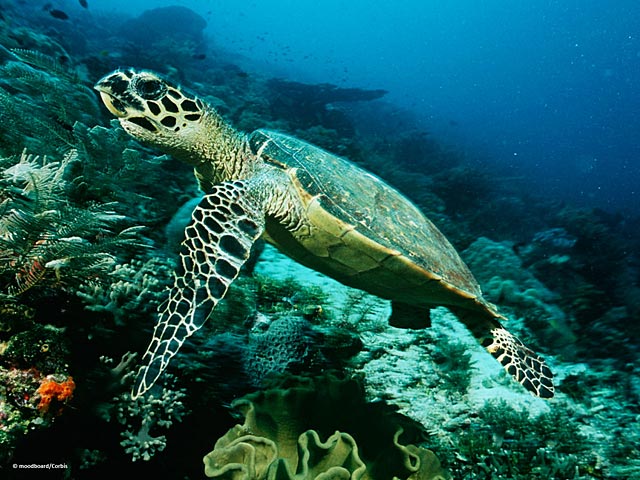 Top 27 Sea Animals Wallpapers IN HD