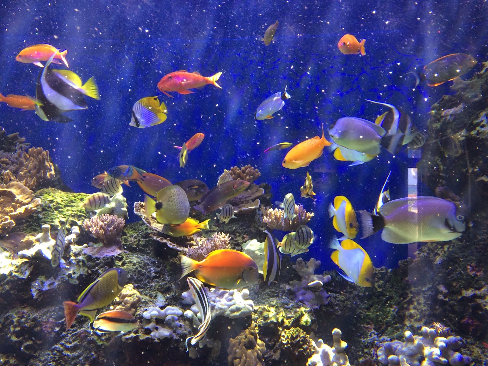 Waikiki Aquarium