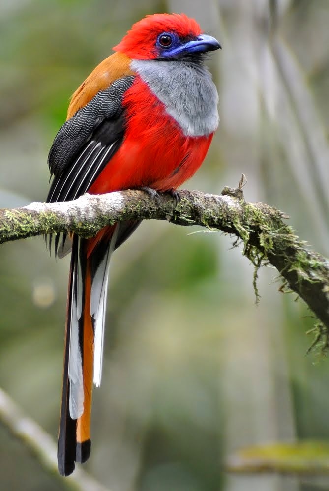 Birders Of Sabah Borneo Island