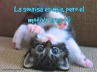 Imagenes de Amor Tiernas de Animales-Imagenes de amor Imagenes de Amor