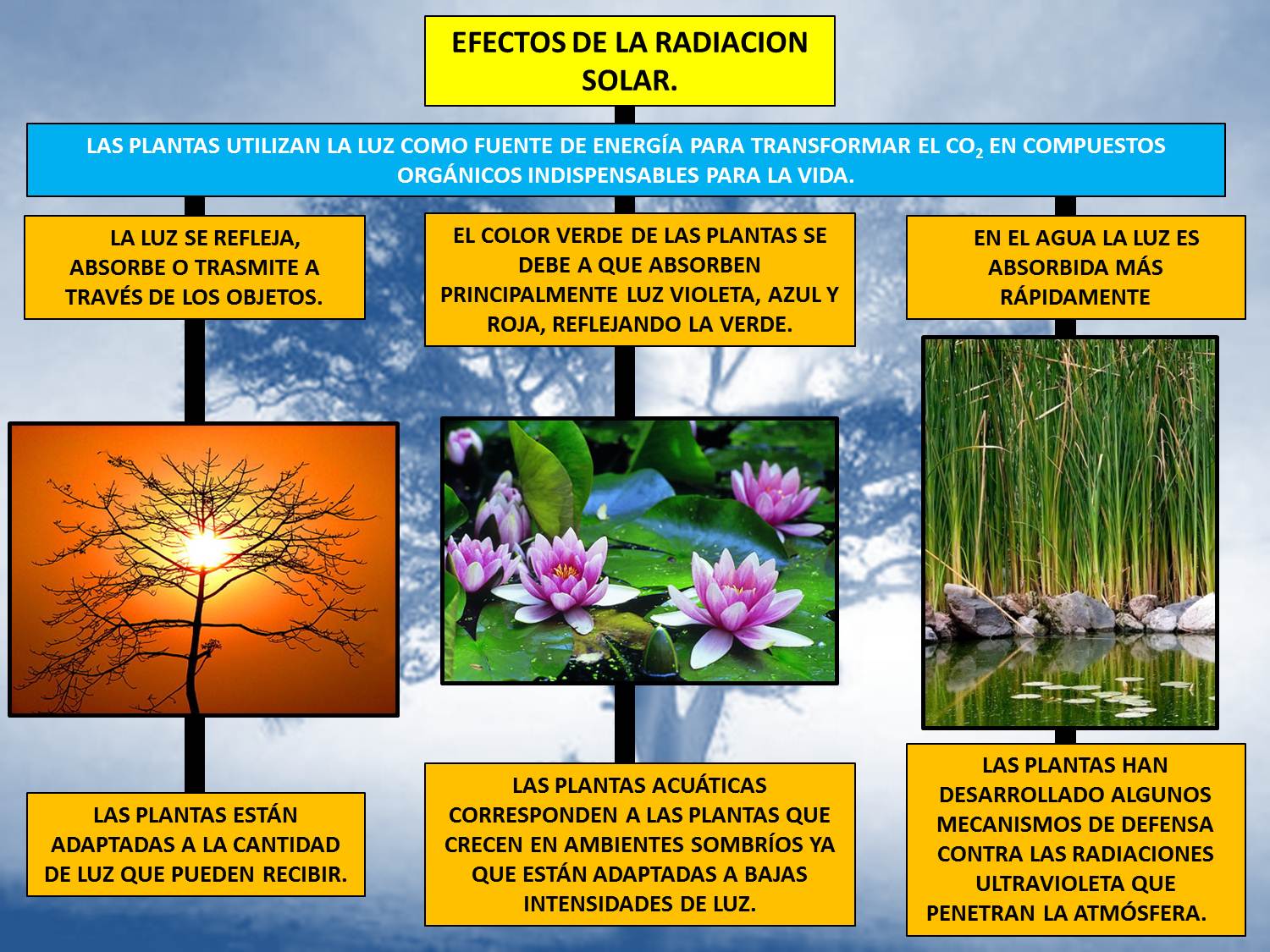 Mapa Conceptual De Los Ecosistemas Acuaticos Png Campor Images 137144