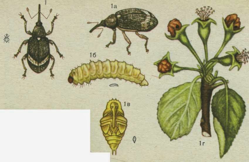Яблонный цветоед (Anthonomus pomorum)