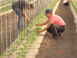 ENTUTORANDO LA PLANTULA