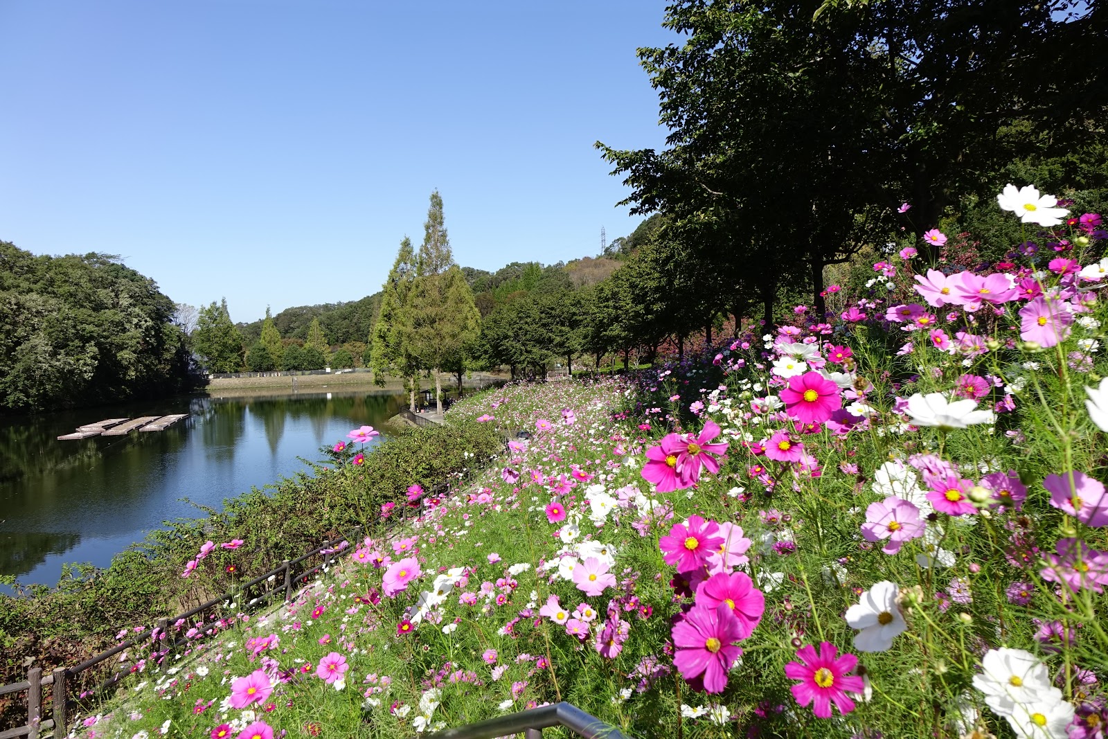 花フェスタ記念公園（2）秋のバラ祭り～濃厚な色と香りを楽しもう♪