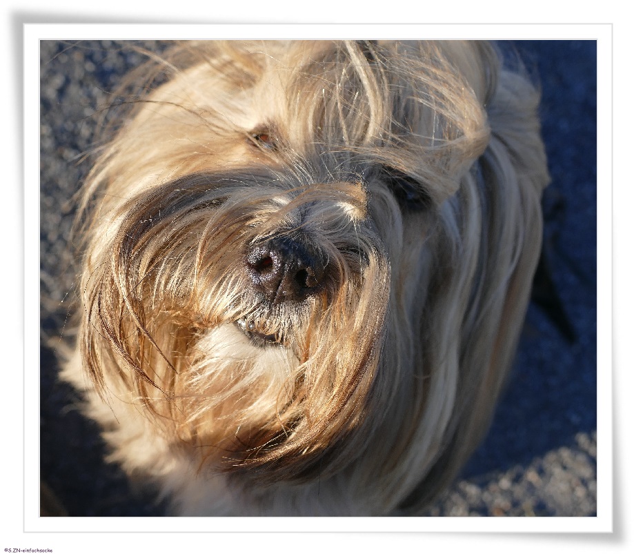 [Hundeblog] Einfach Socke Bin ich verrückt, unqualifiziert oder naiv?