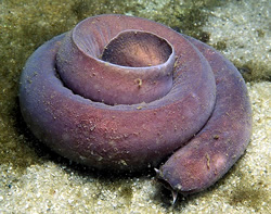 Hagfish