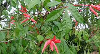  Tanaman amargo ialah tanaman perdu yg biasanya hidup di tempat pekarangan rumah Manfaat & Khasiat Tanaman Amargo (Quassia Amara L)