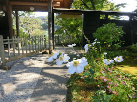 ���c���̃V���E���C�M�N