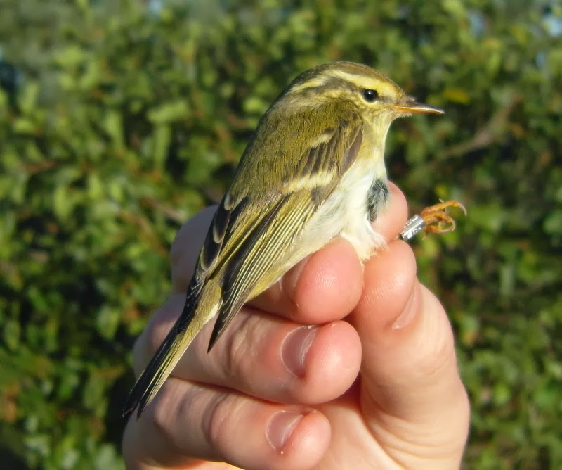 Yellow-browed Warbler