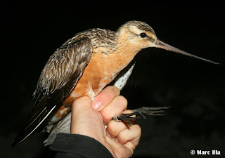 Limosa lapponica