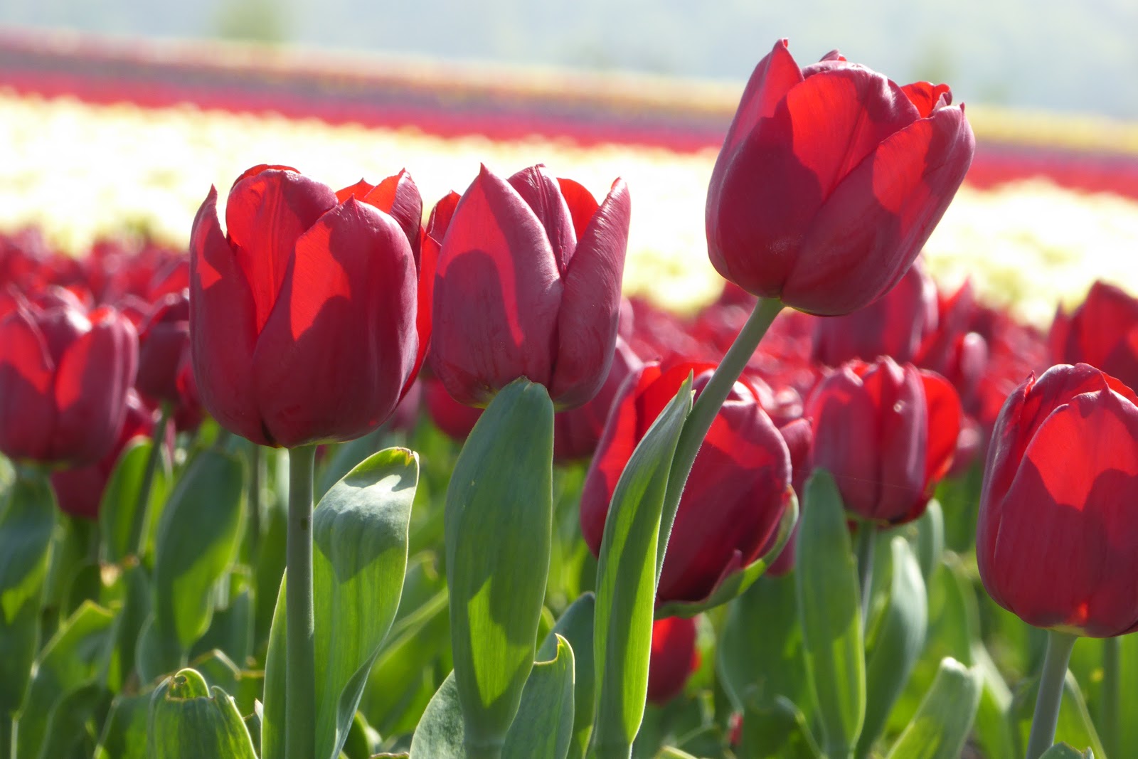 Family FECS: Blooming Tulip Fields in Denmark