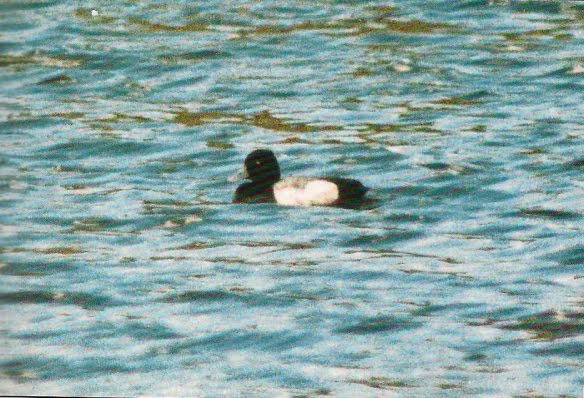 LESSER SCAUP-FRODSHAM MARSHES-27TH JUNE 1996