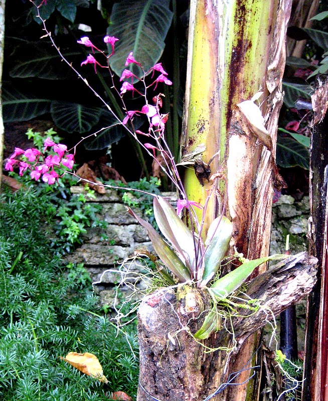 city imagery An orchid on a banana plant / una orquídea sobre una mata