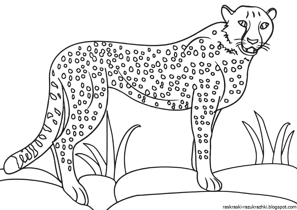 раскраски разные животные. раскраски животных для детей. картинки раскраски животные. раскраски разные животные. раскраска африканские животные для детей.