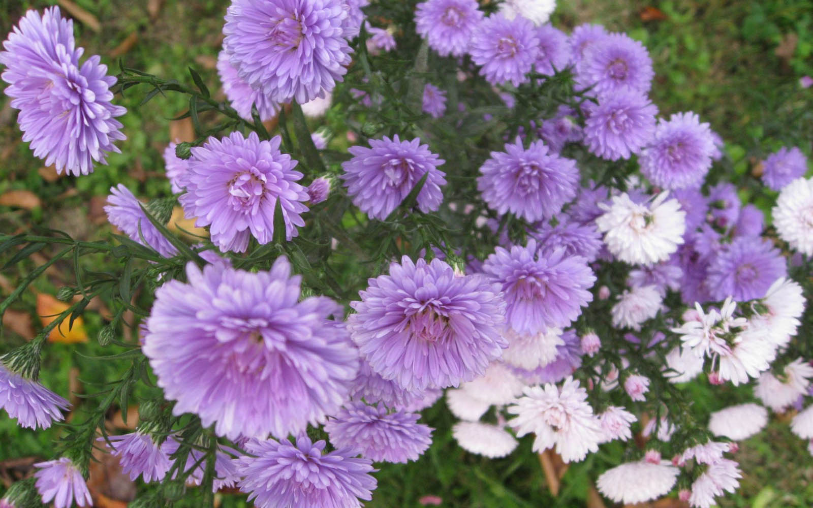 aster flowers wallpapers