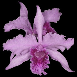 Minha primeira Orquídea