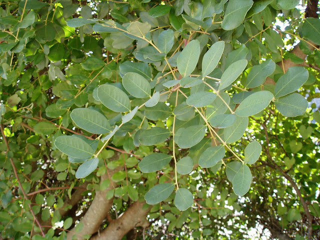 hojas-de-algarrobo-ceratonia-siliqua