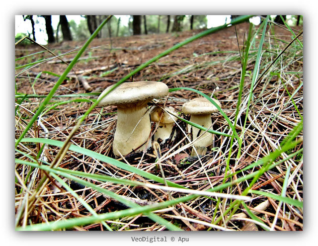 スペインの食用キノコ - Llanega negra (Hygrophorus latitabundus)