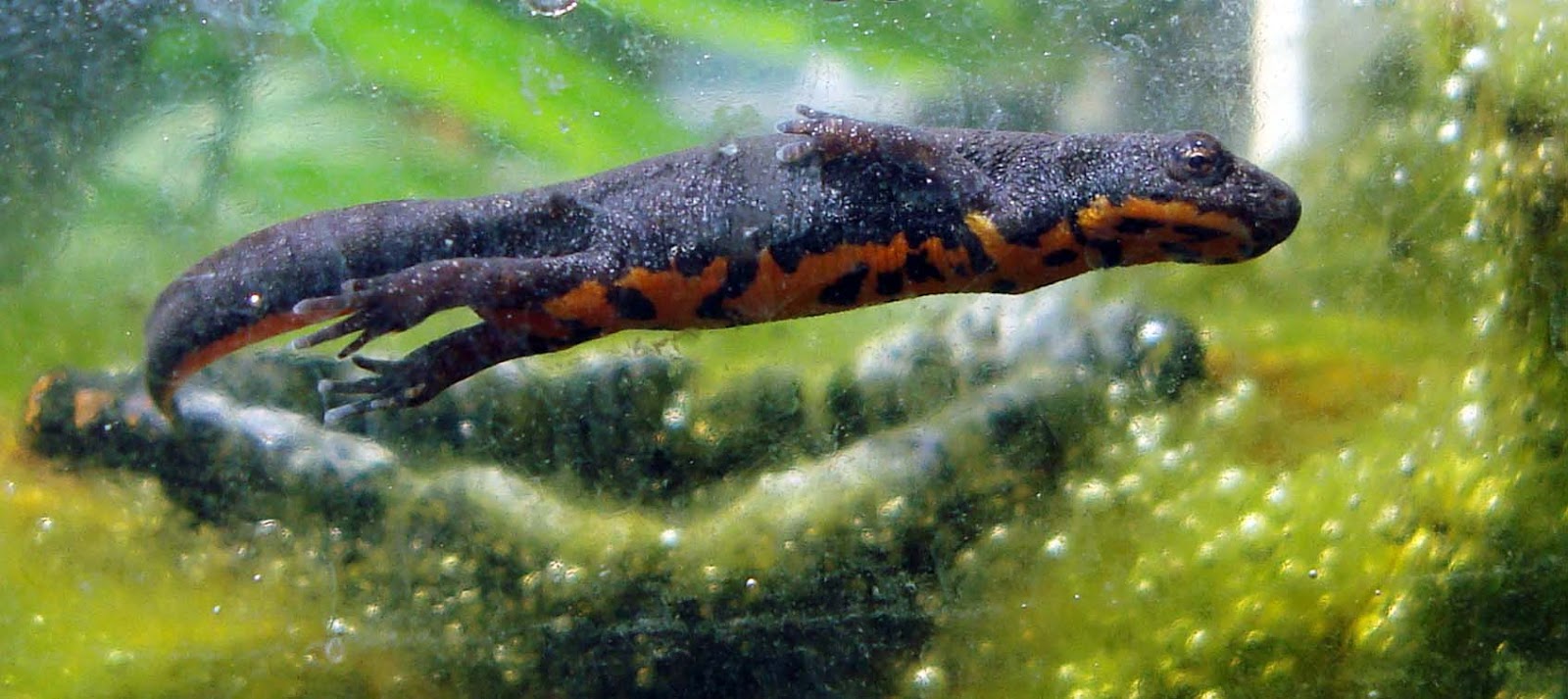 Naturalism - the Eighth Sense: The Legendary Salamander ...