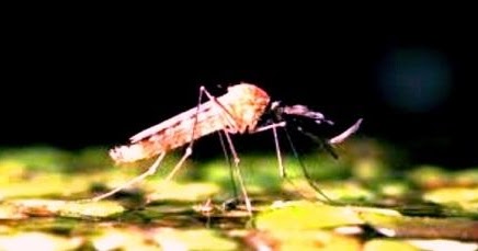 Sistem Gerak Pada Hewan Darat Air Dan Udara Berdasarkan Lingkungannya