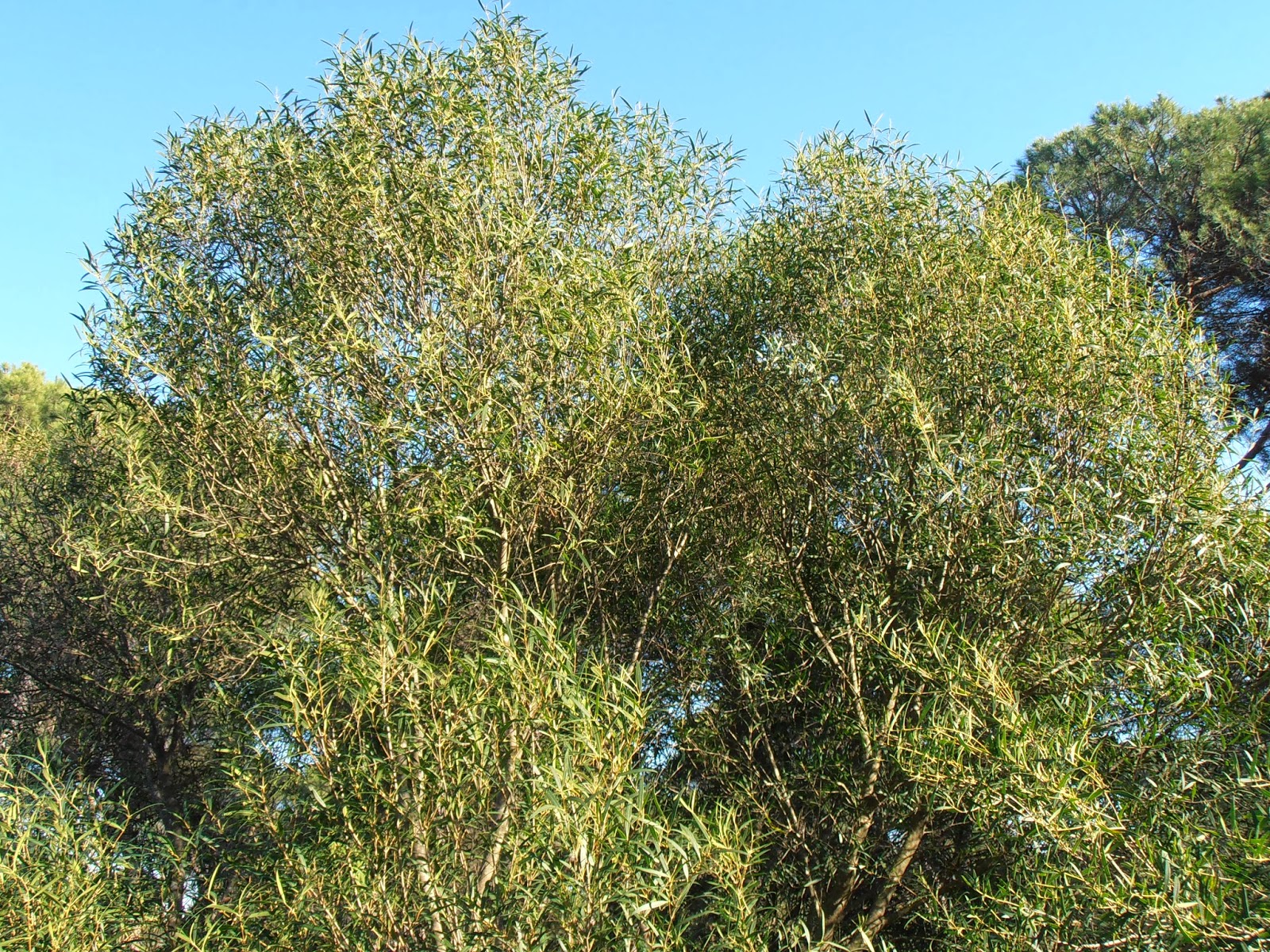 Labiérnago-Phillyrea-angustifolia