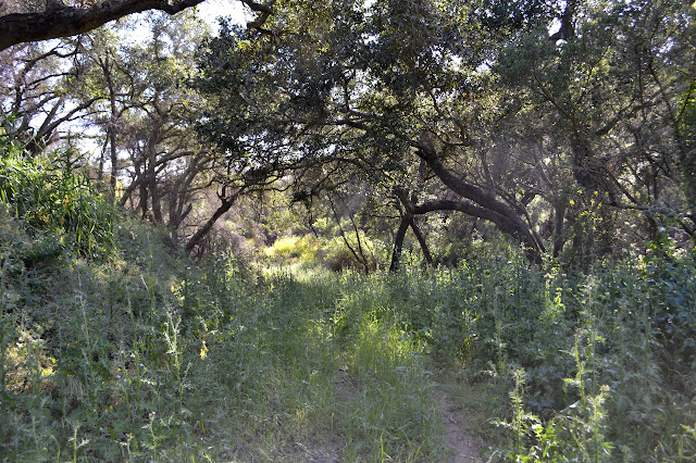 tunnel of oaks