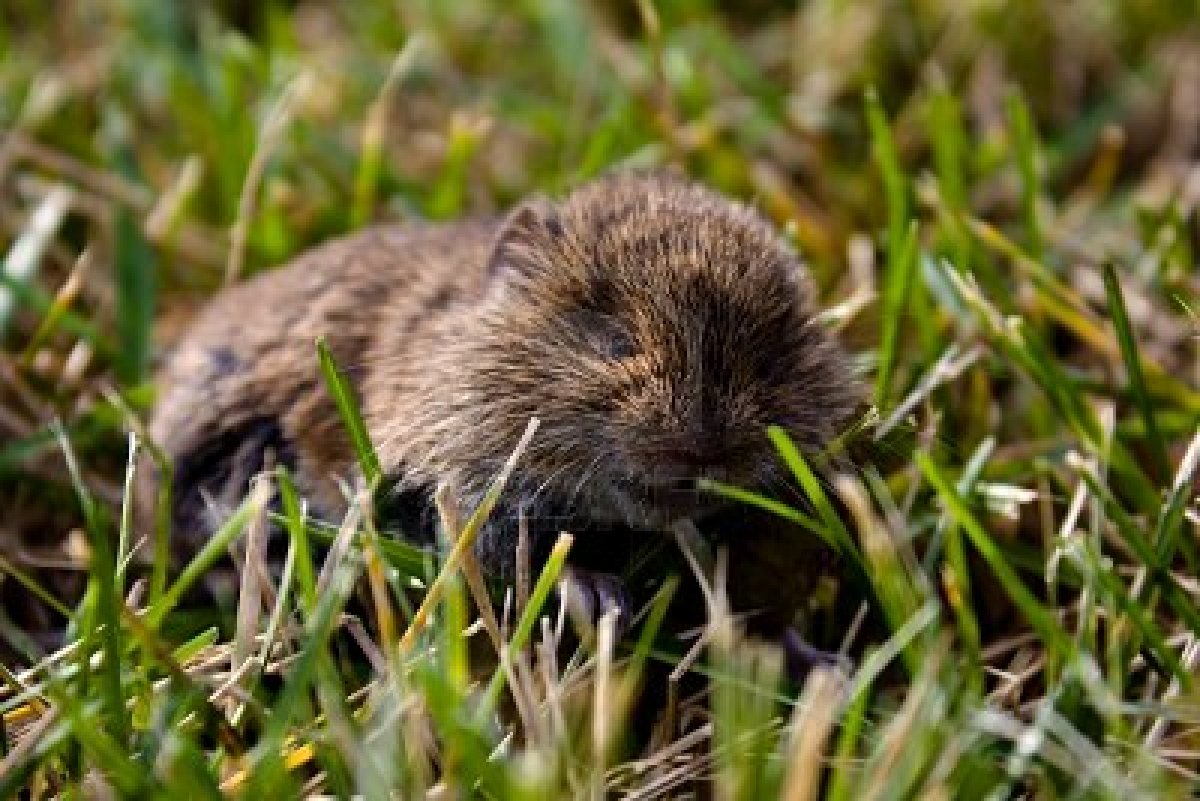 Mouse | Animal Wildlife