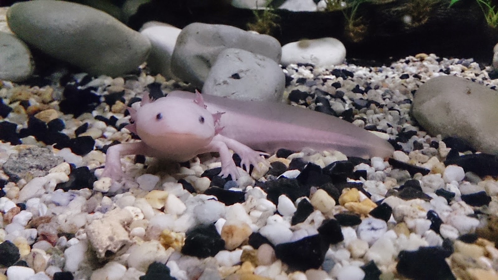 En la cartelera CDMX: 5 cosas por las que tienes que ir al Acuario Inbursa