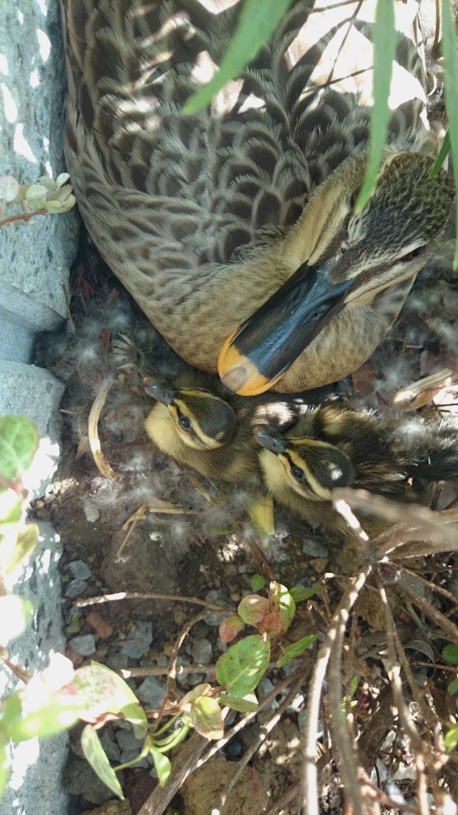 つくし野ビオトーププロジェクト 話題 カルガモがつくし野の住宅で営巣