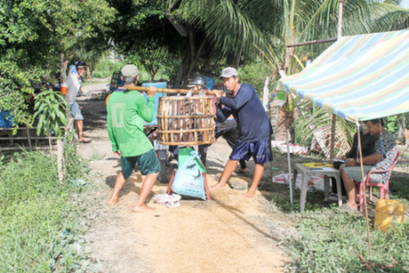 Gia ca tra nguyen lieu giam, nguoi nuoi ca thua lo - Anh 1