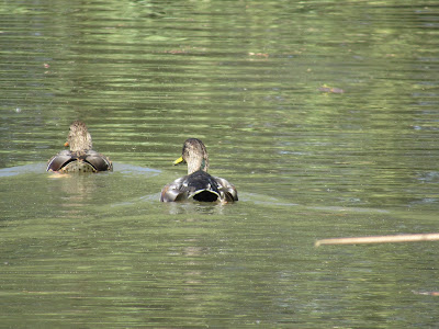 Colusa National Wildlife Refuge