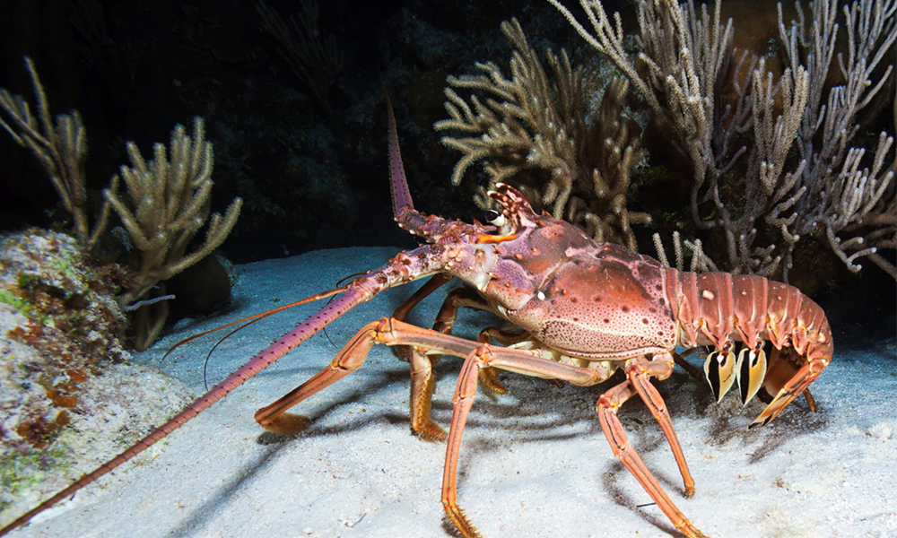 Kenali Makanan Laut Lobster MyRokan