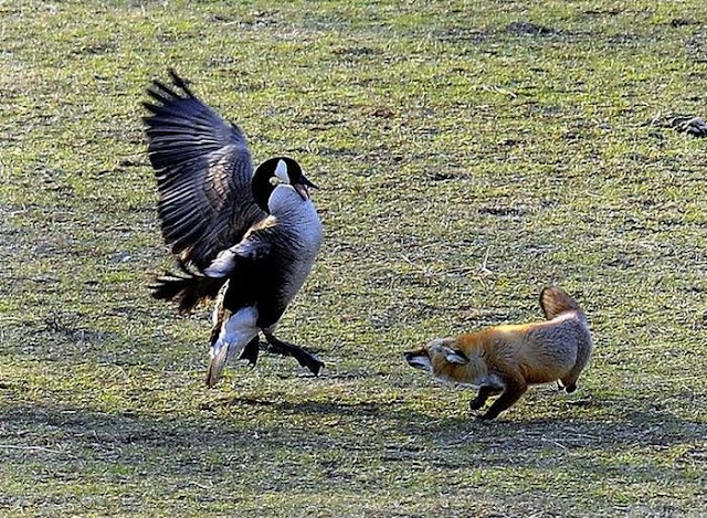 A fox tried to catch a goose but failed, fox vs goose, fox vs geese