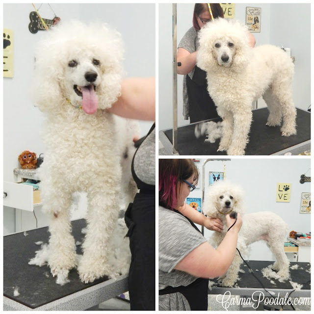 #StandardPoodle #CarmaPoodale on #Grooming table 