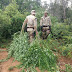 Plantação com 20 mil pés de maconha é descoberta pela polícia zona rural da cidade de Xique-Xique