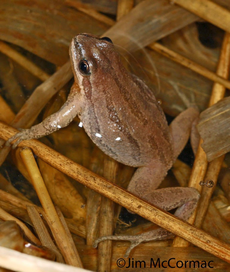 Ohio Birds and Biodiversity First amphibians of the year
