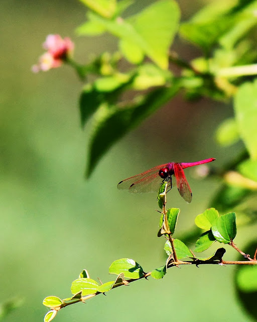 red dragonfly on plant