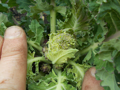 Purple sprouting broccoli Allotment Diary 80 Minute Allotment Green Fingered Blog