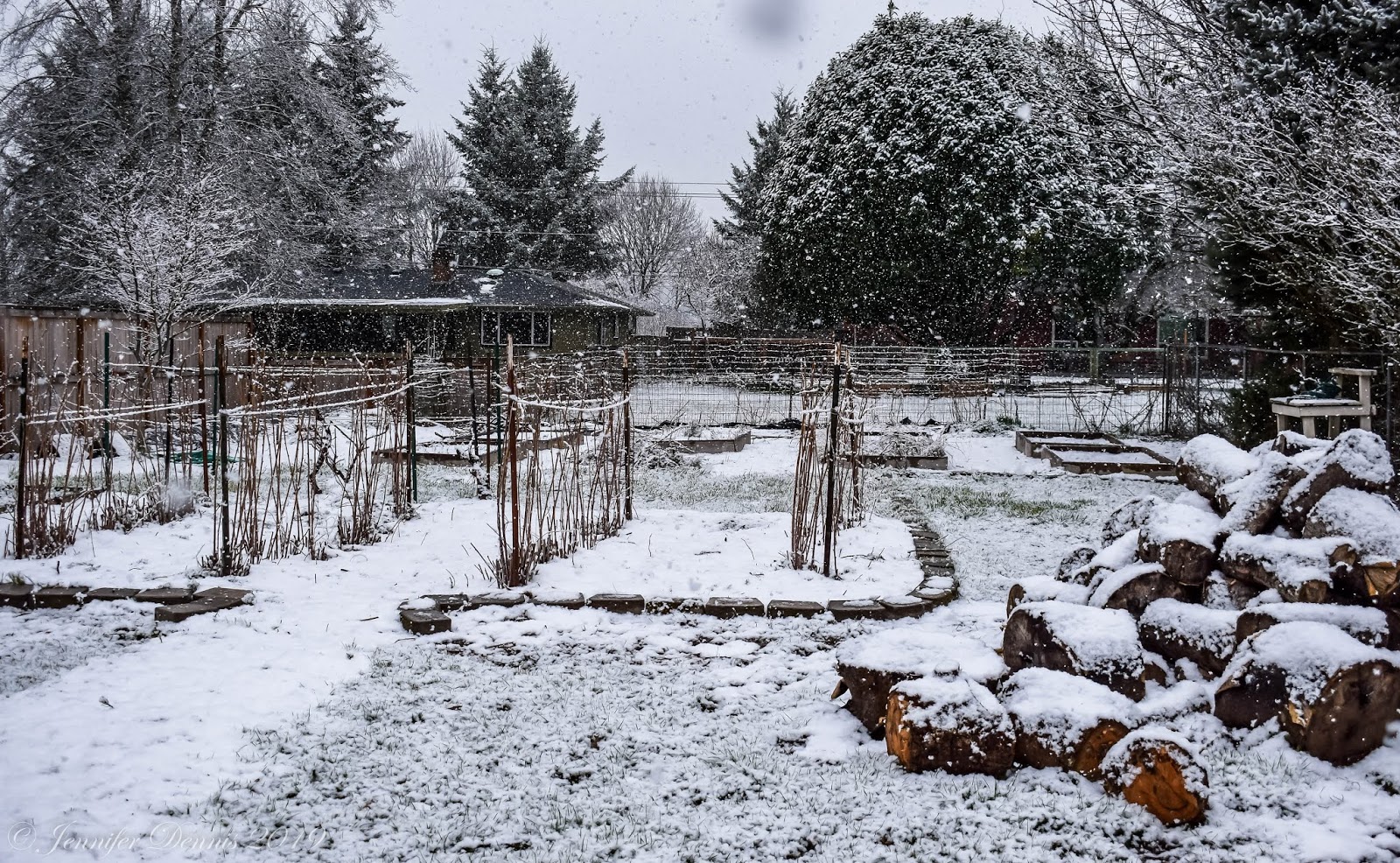 Ubc Tree And Shrub Part 2 Just Another Ubc Blogs Site