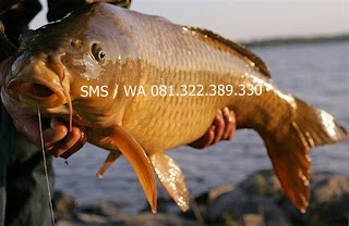 essen oplos untuk ikan mas yang siap pakai essen oplos untuk ikan mas yang siap pakai